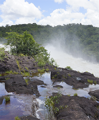 Imagem da área de MEIO AMBIENTE Renovatio